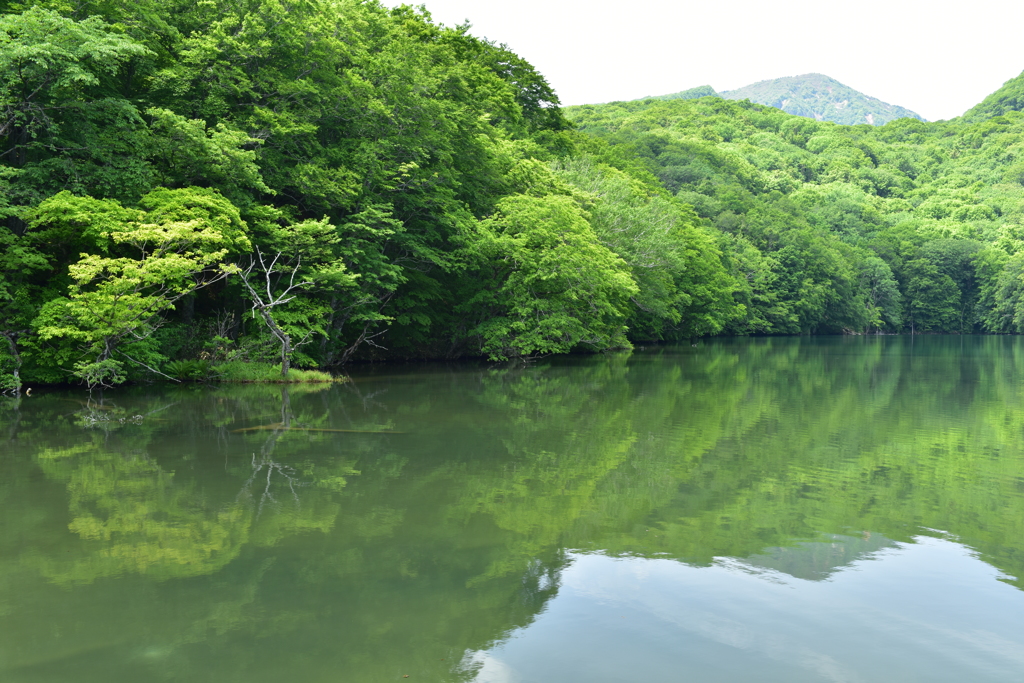 蔦沼の春