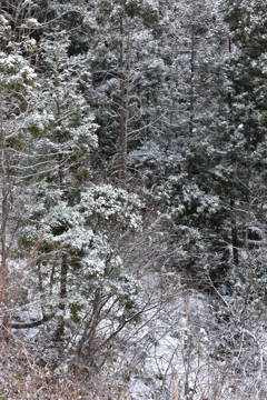 雪景色