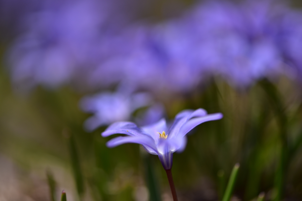 ふわり、春の花