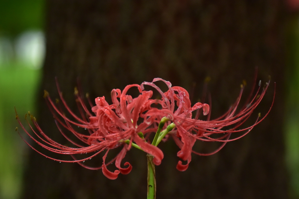 曼珠沙華