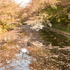 弘前城の花筏