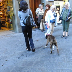 Firenze-4