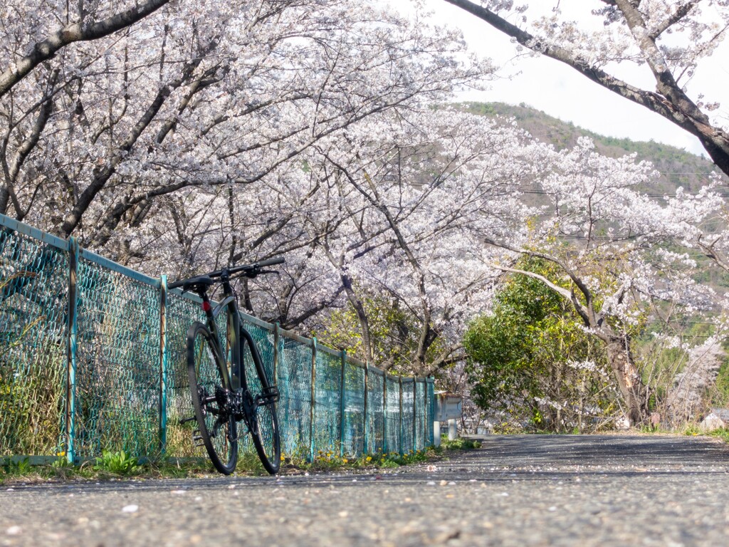 桜道