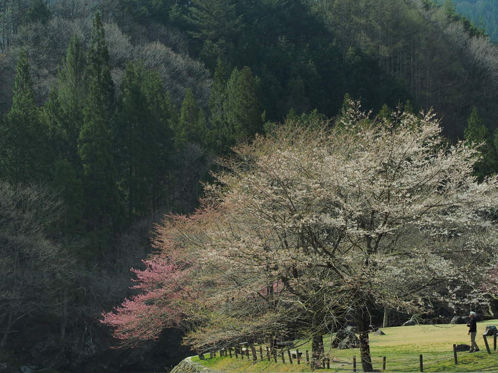 桜