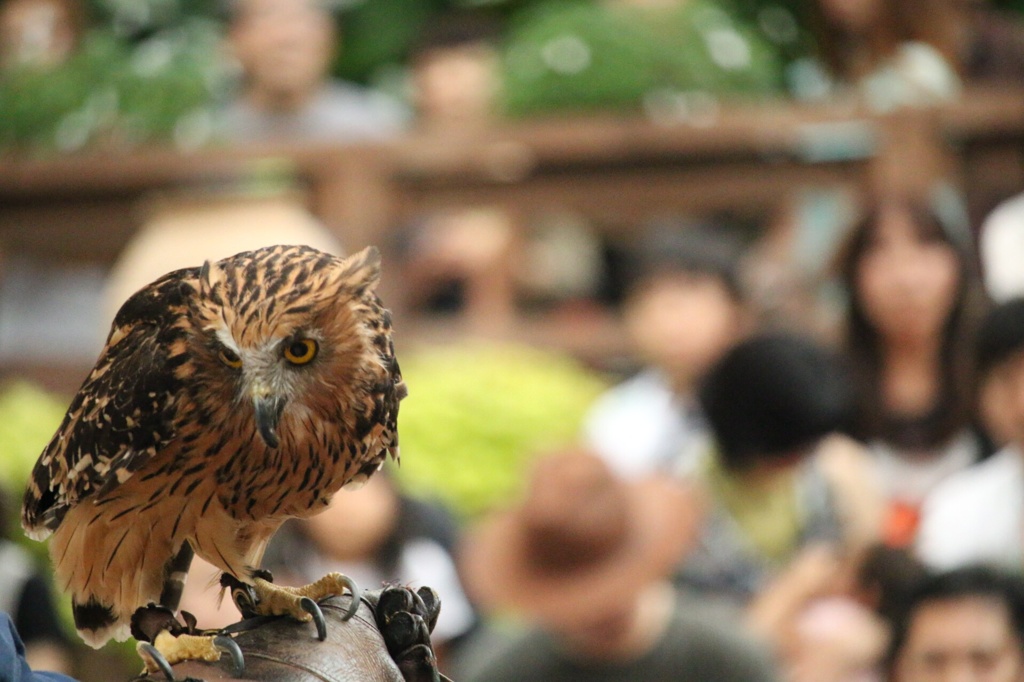 お披露目