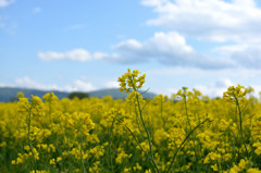 菜の花