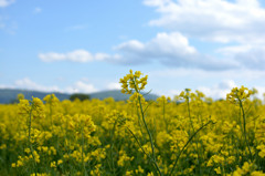 菜の花