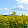 菜の花