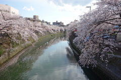 綺麗ですね。大岡川。