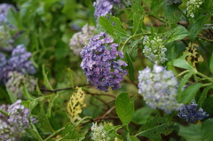 DSC00117