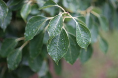 DSC00156