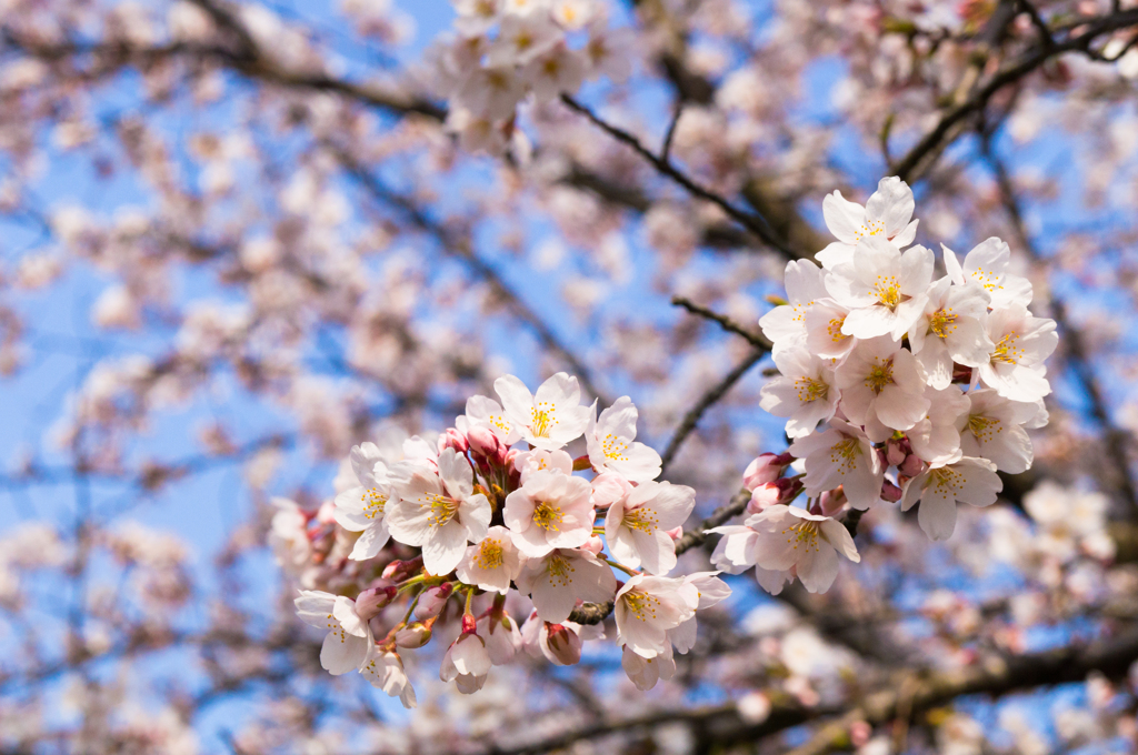 桜