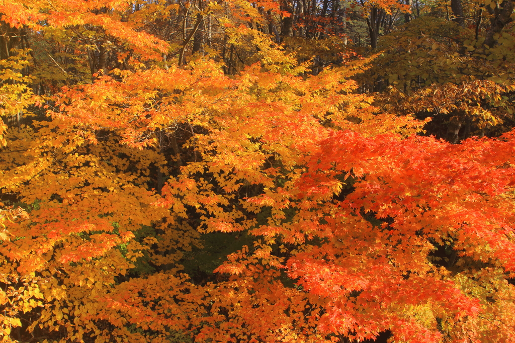 kouyou