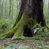 ne