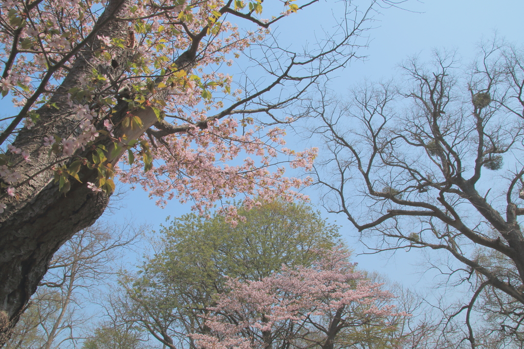 harugakita
