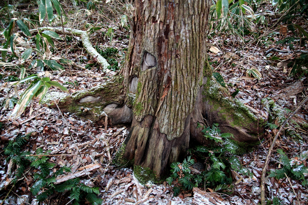 fuyutourai