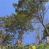 midorinisakuhoshi
