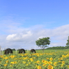 himawari to suisya