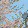 sakuradoki