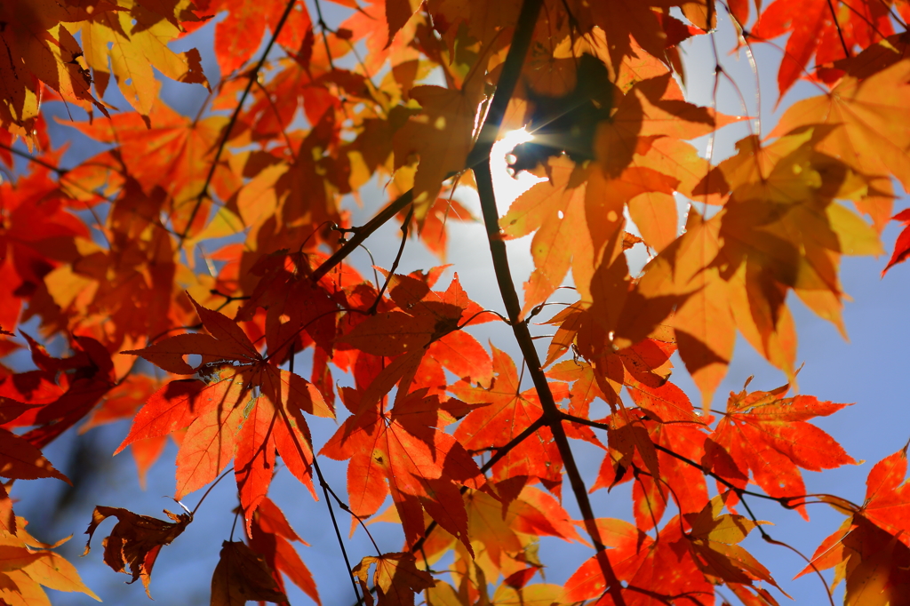 momiji