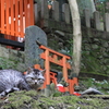 神社_猫