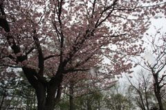 桜の木