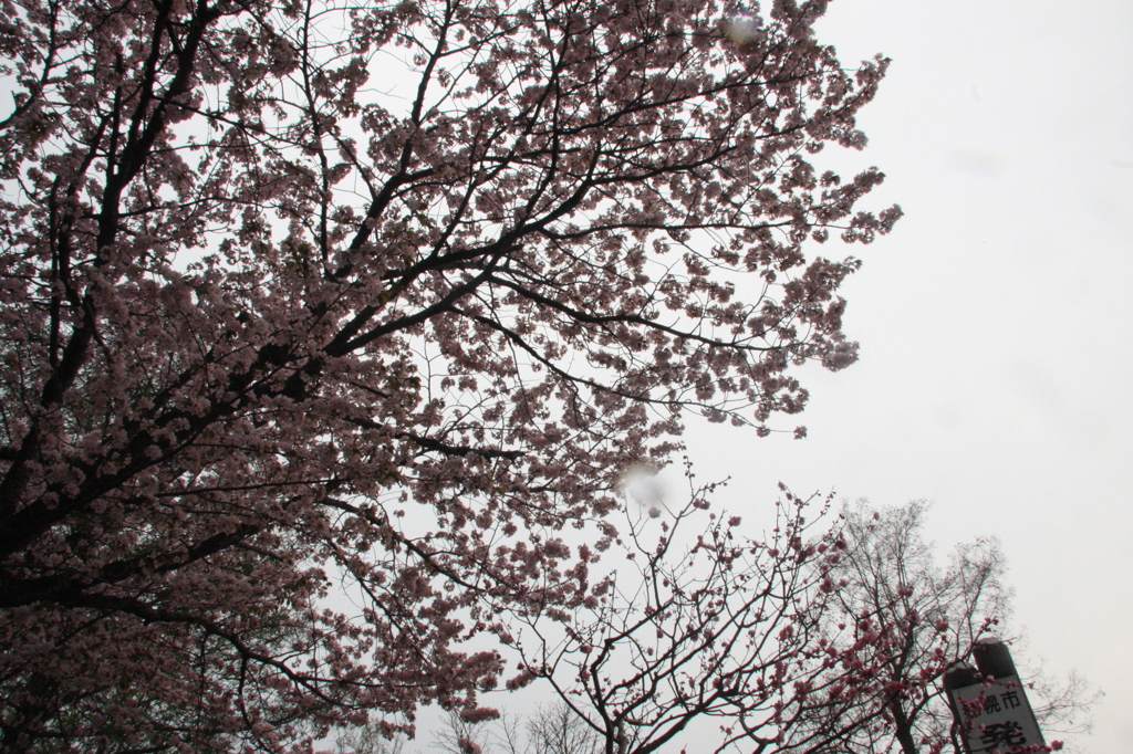 桜の木