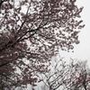 桜の木
