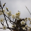 梅の花