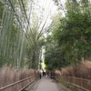 竹林道