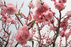 桜の花