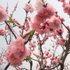 桜の花