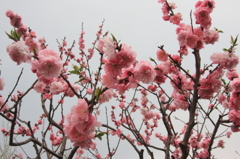 桜の花