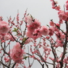 桜の花