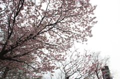 桜の木