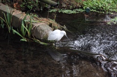 水辺の鳥