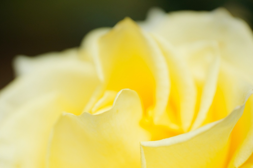 薄い黄色いバラ