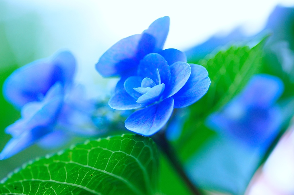 八重紫陽花