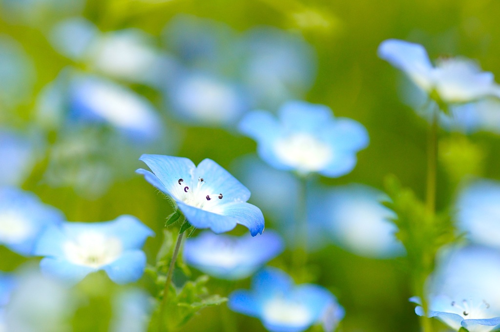 小さい花