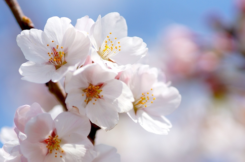 桜