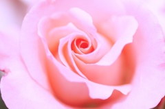 ベビーピンクのバラ