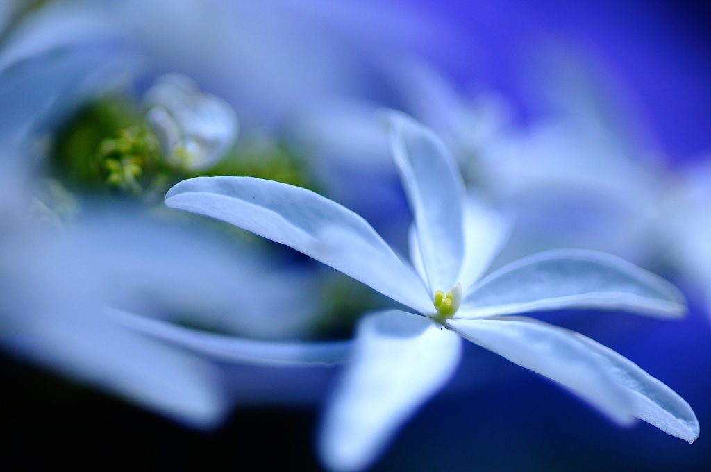 白い紫陽花