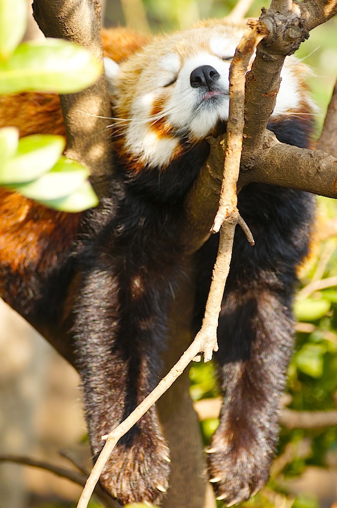 レッサーパンダ
