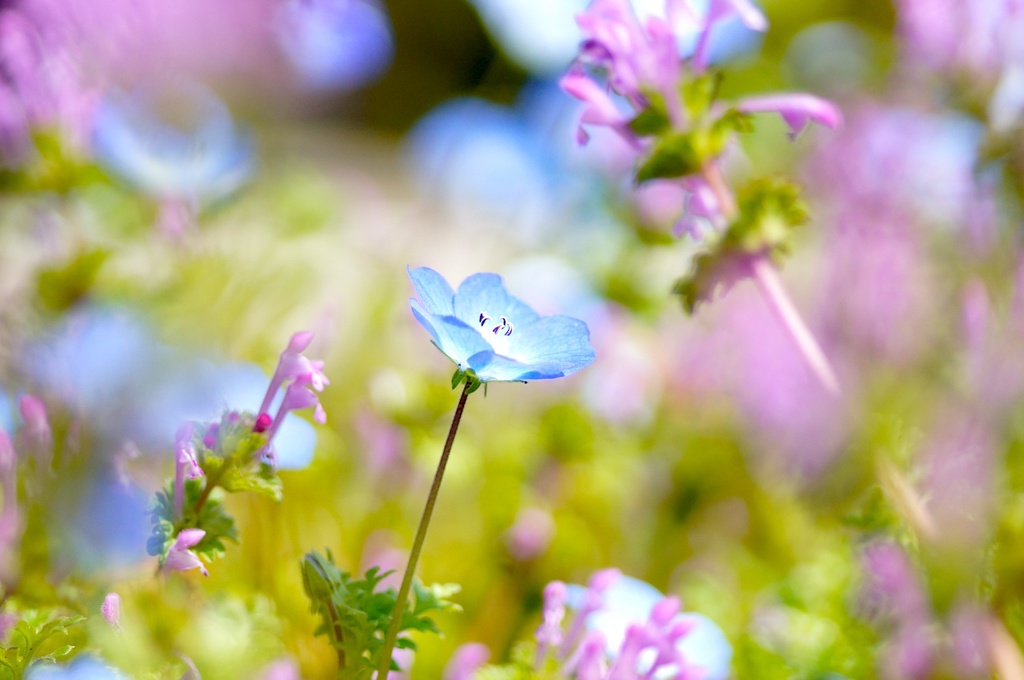 しろつめ草