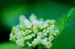 雨上がりの紫陽花