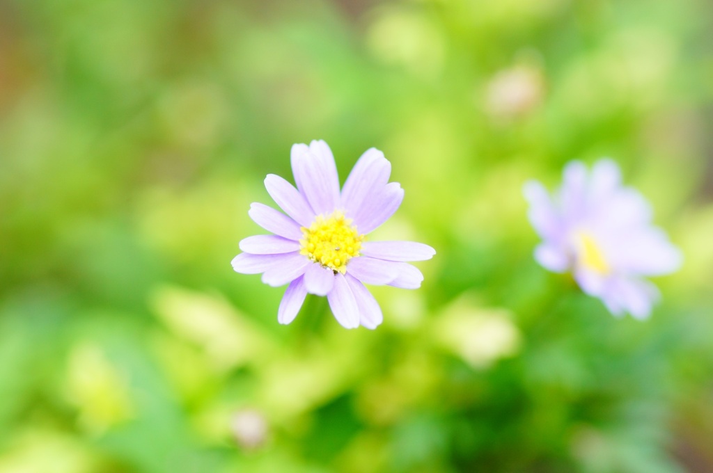 小さい花