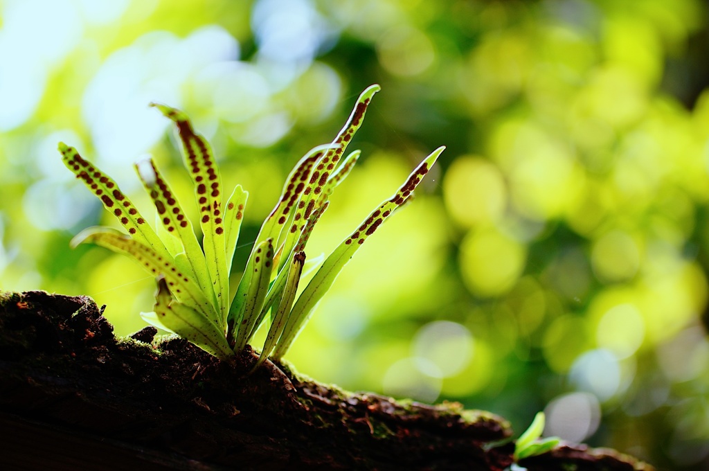 屋根の上のシダ植物?