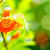 ざくろの花