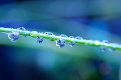 雨上がりの水滴