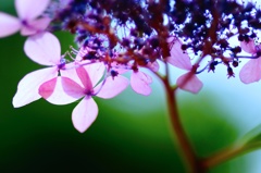 透ける紫陽花